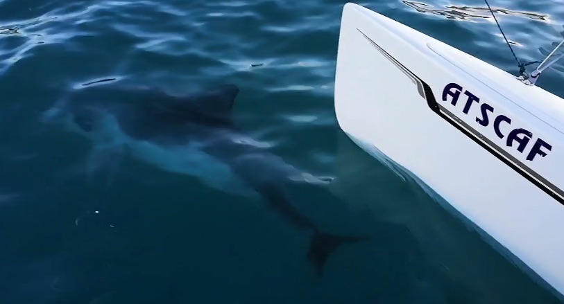 video ATSCAF Voile - Un dauphin filmé à la pointe rouge par un équipage catamaran