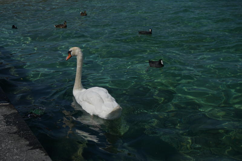 240715-voiliers-leman-00002