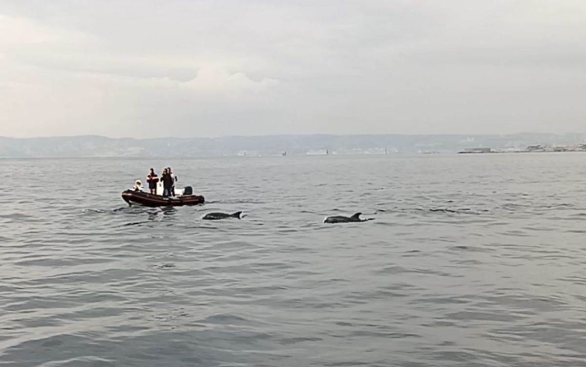 video ATSCAF Voile - L'équipage d'Helia cotoie des dauphins près du port de la Pointe-Rouge