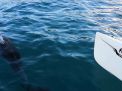 video ATSCAF Voile - Un dauphin filmé à la pointe rouge par un équipage catamaran